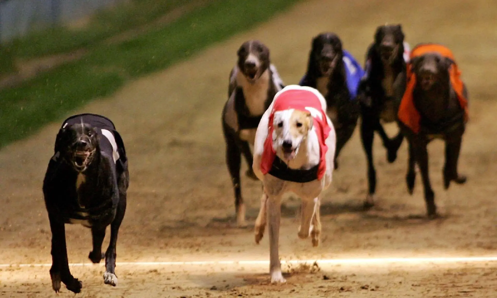 Greyhound Derby winners, Westmead Hawk