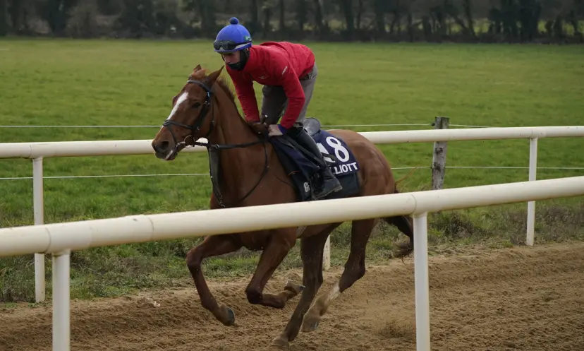 Pied Piper, Cesarewitch Handicap, horse racing