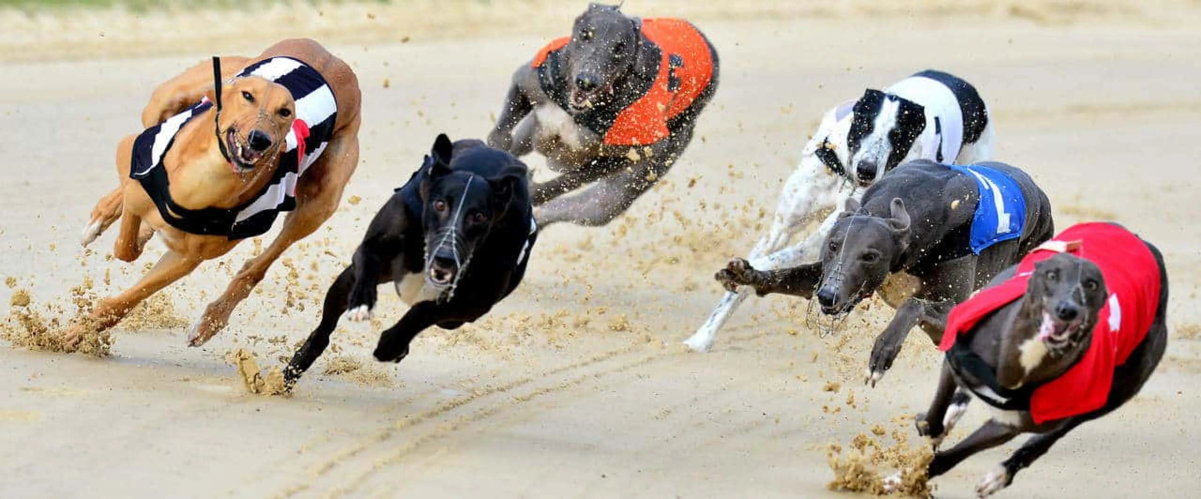 Harlow best bets