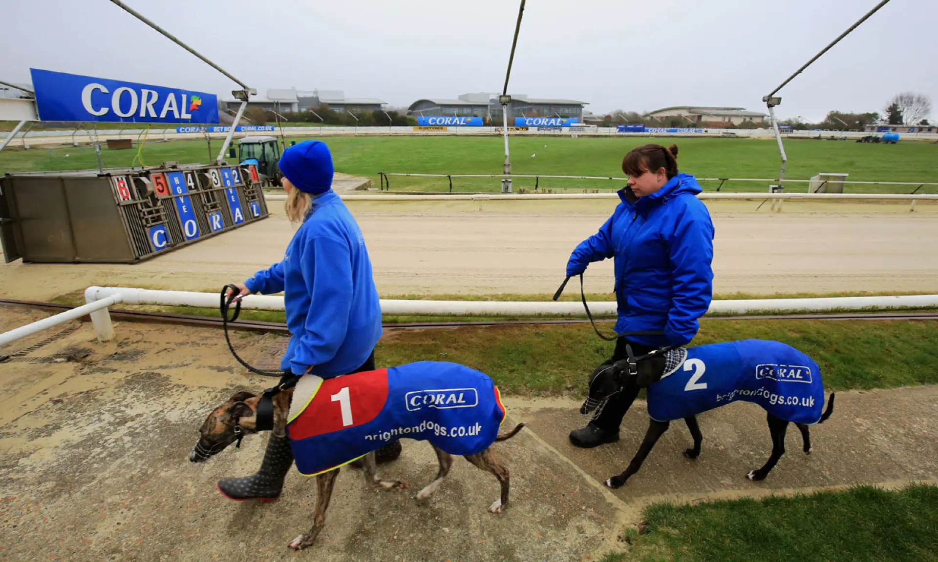 Coral Sussex Cup, Hove, greyhounds