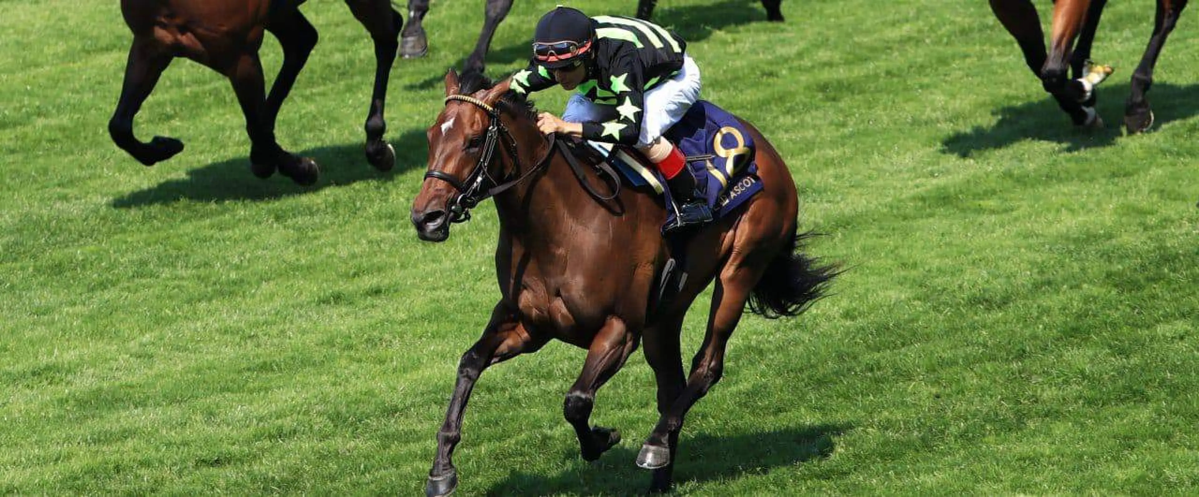 Lady Aurelia odds, Nunthorpe odds, York Ebor odds