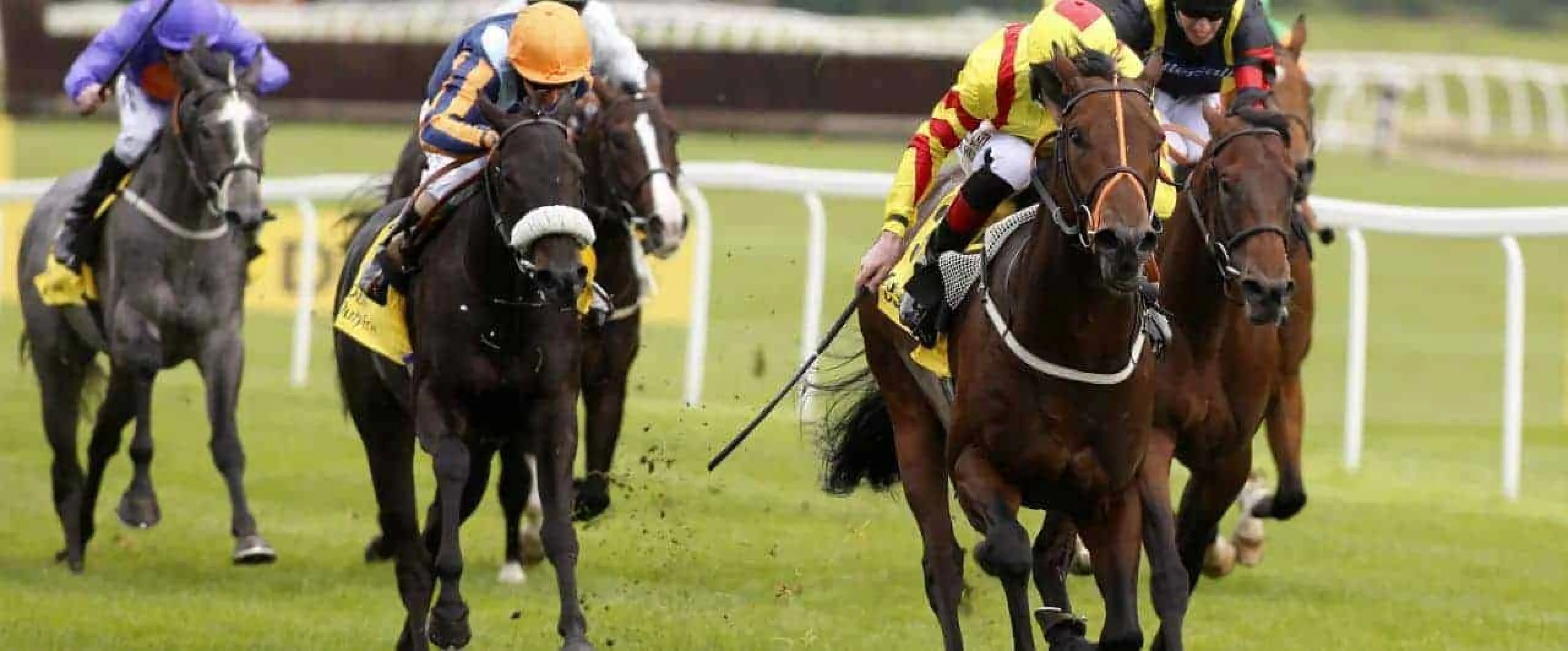 Harry Angel Horse Racing