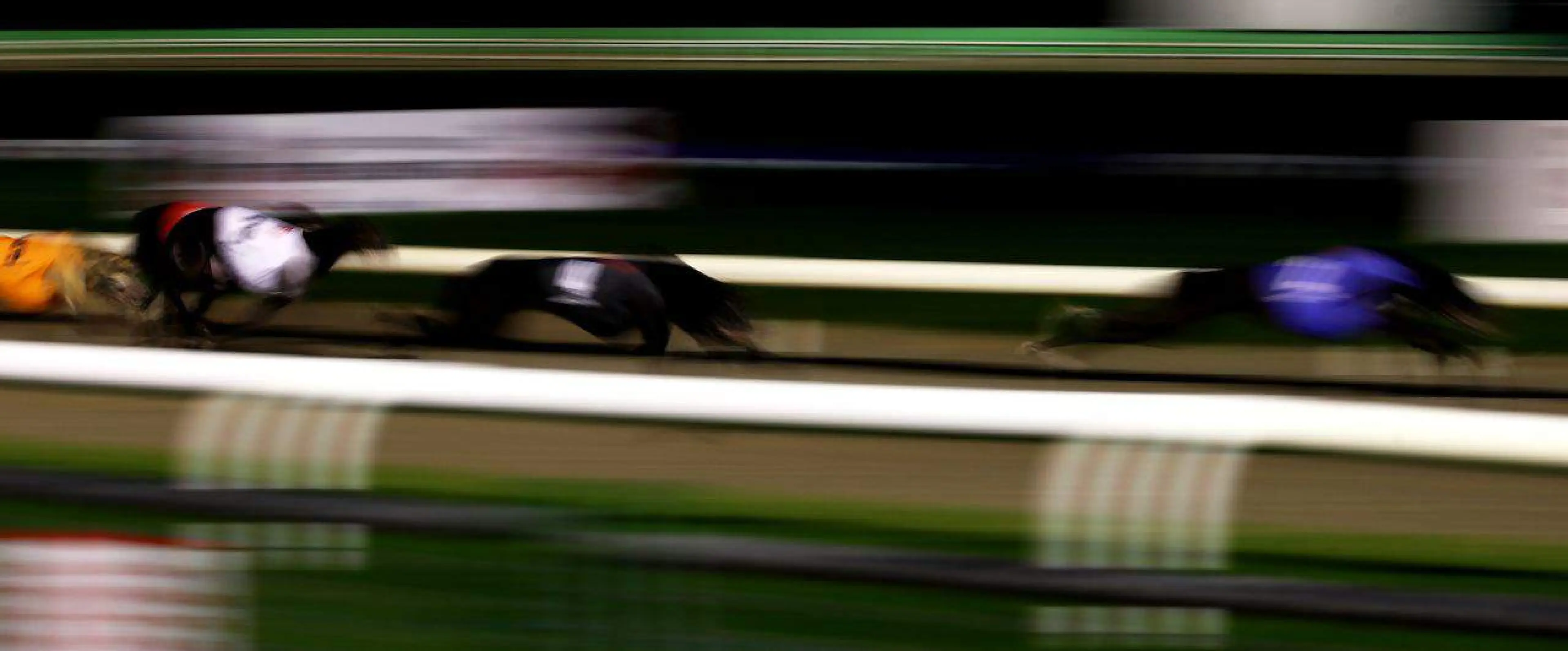 Greyhounds generic