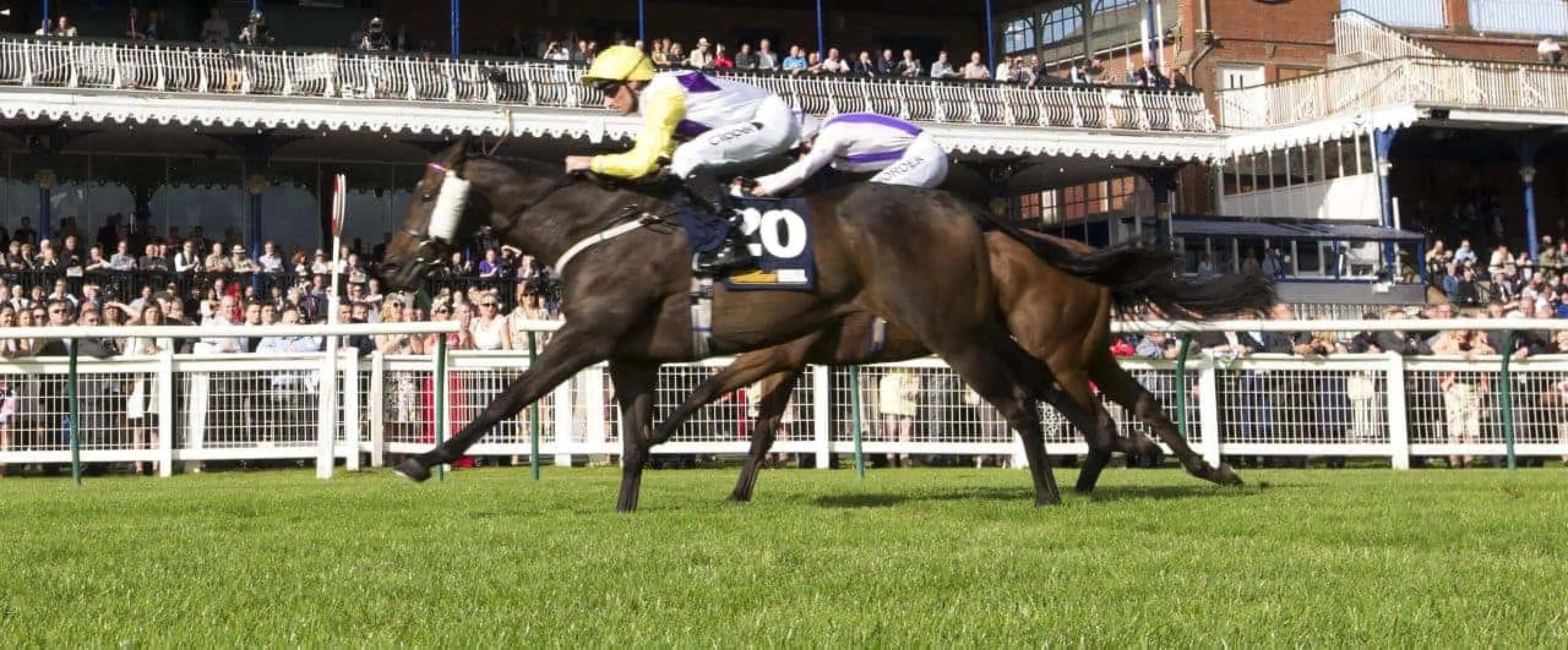 Ayr Gold Cup odds, Ayr odds, Gold Cup odds