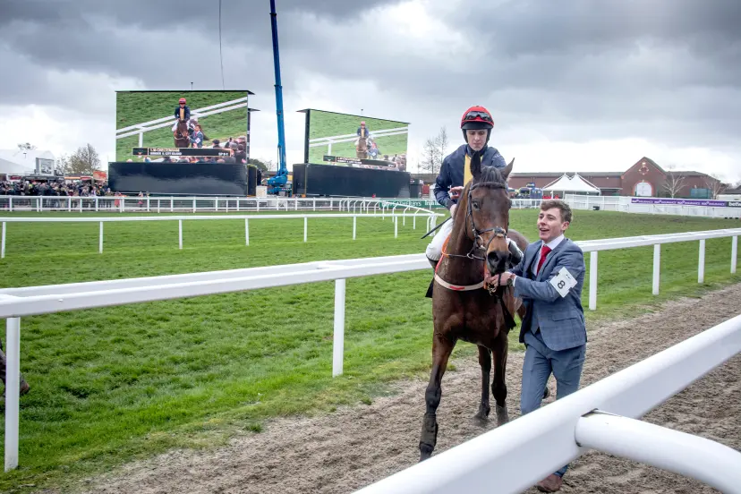 Winning race horse head to the parade ring at the world famous Cheltenham festival. The Uk's premier National Hunt race meeting