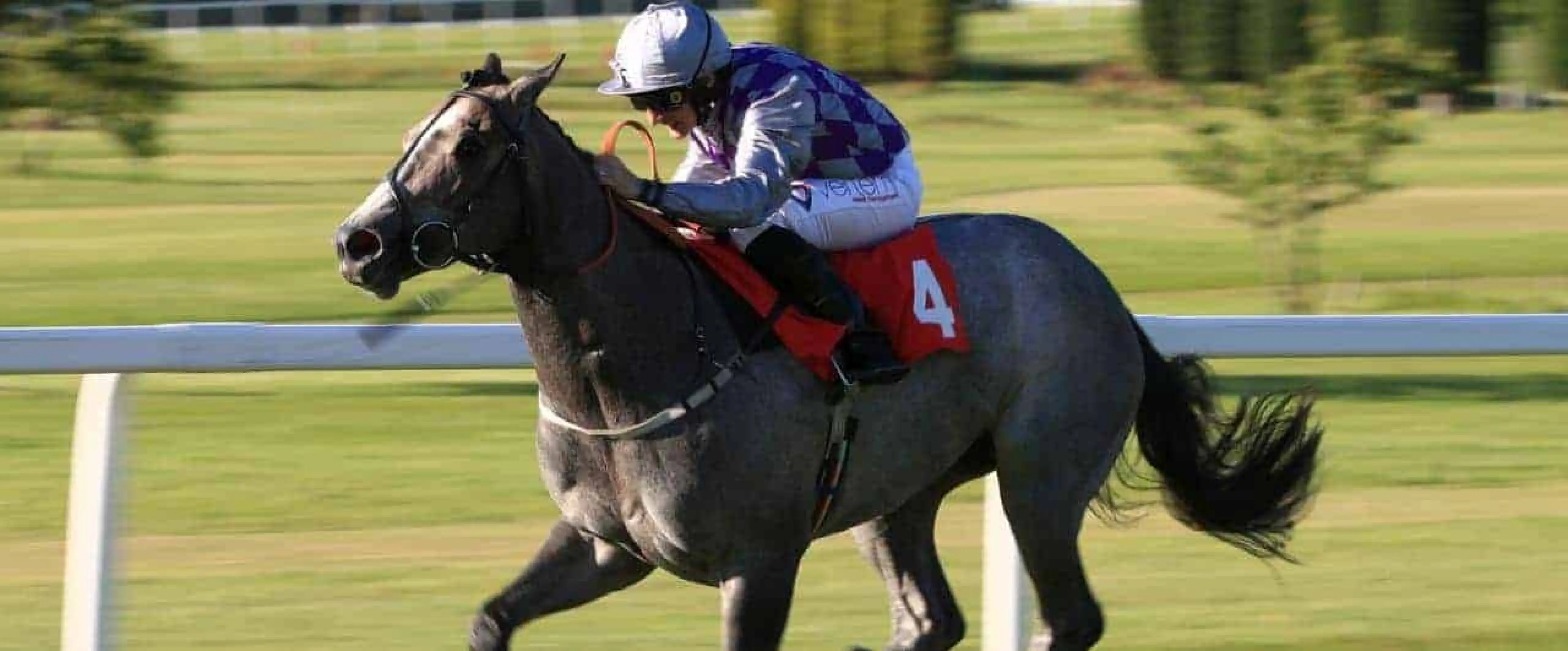 St Leger odds, Havana Grey odds, St Leger Festival odds