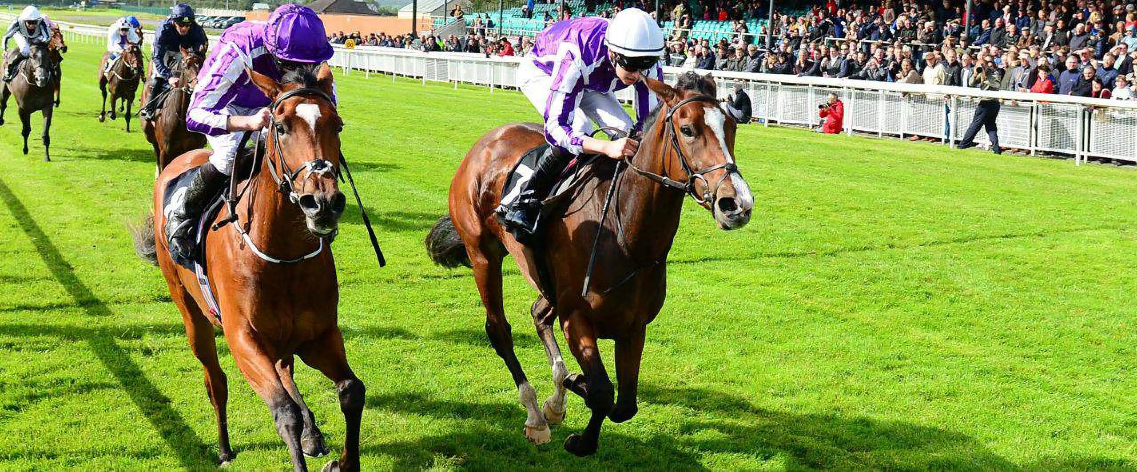 Breeders Cup odds, Breeders Cup 2017 odds, Happily odds