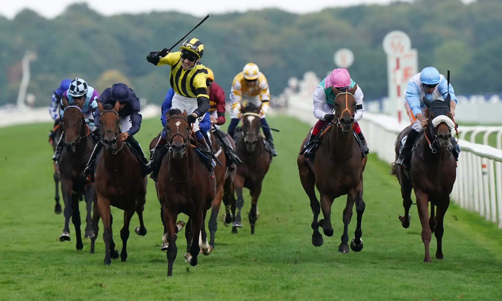 Eldar Eldarov, St Leger Stakes, horse racing