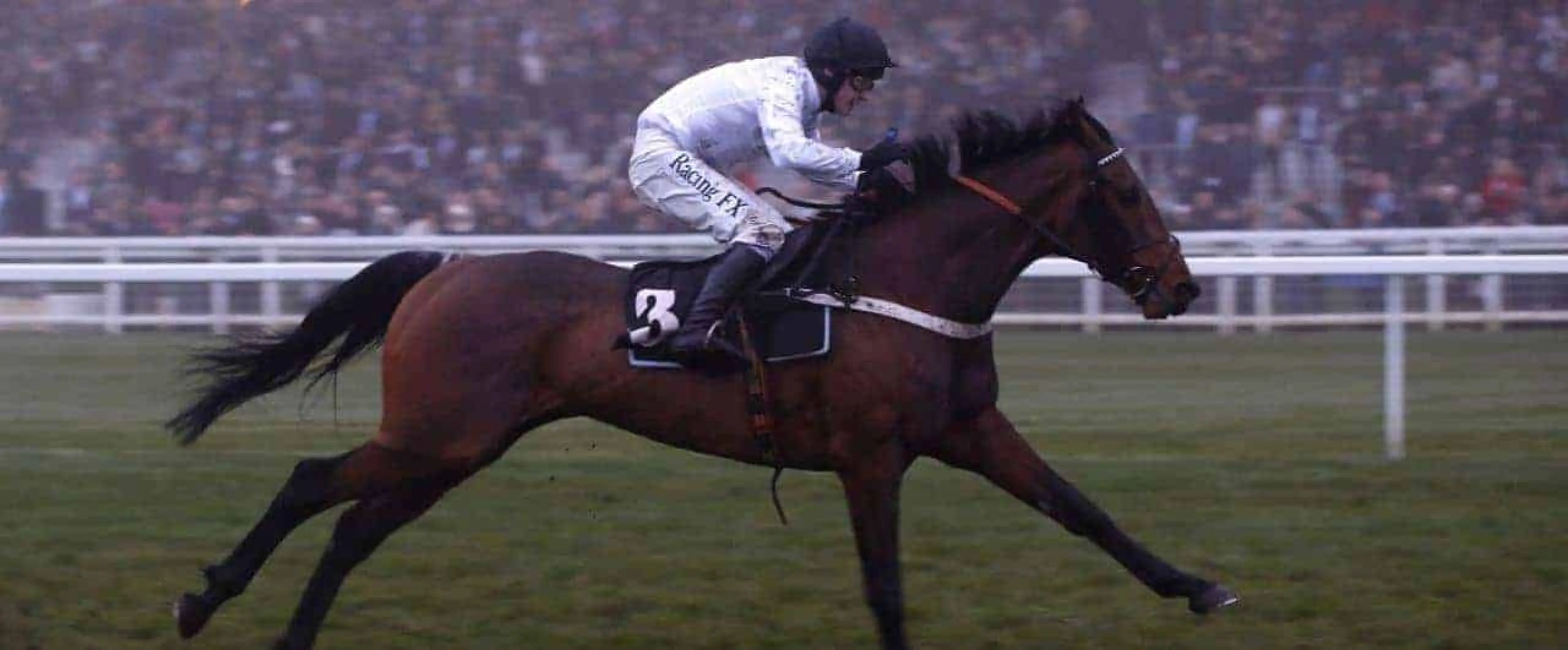 Brain Power horse