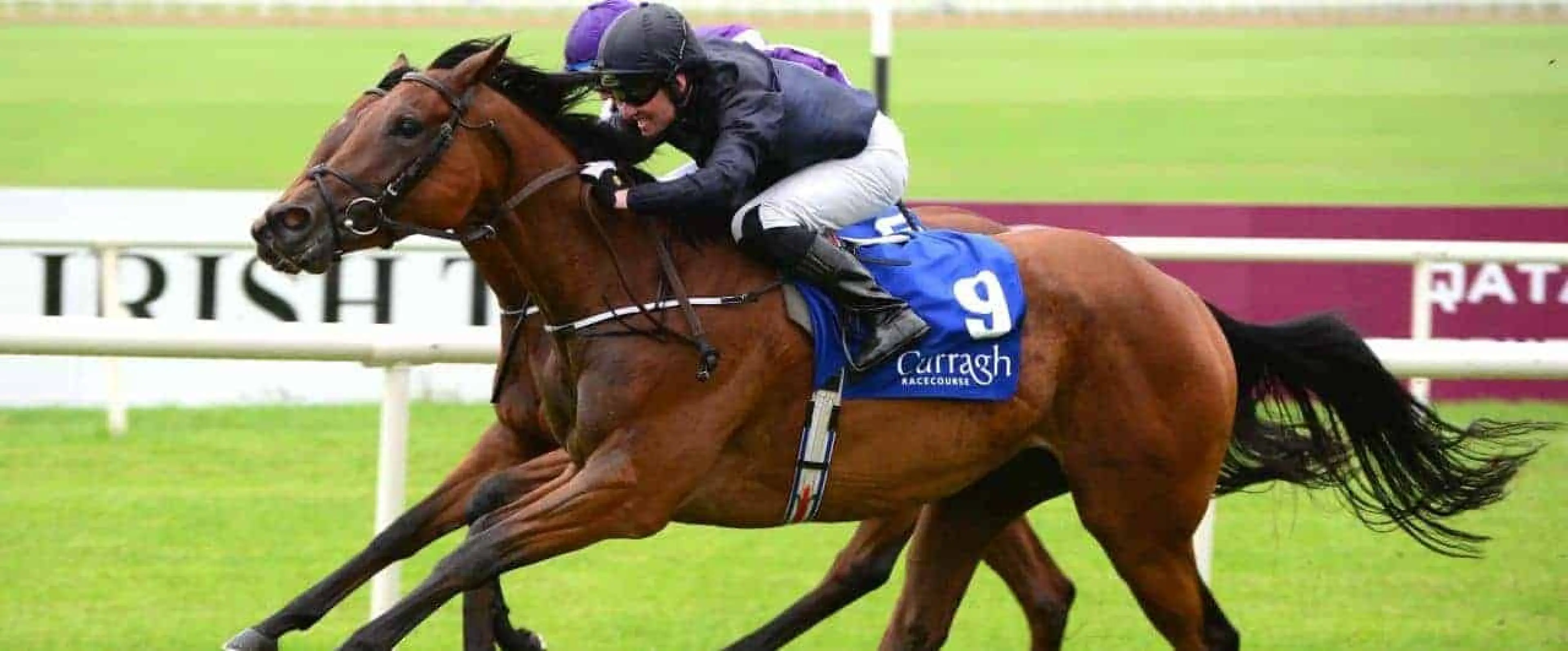 Aidan O'Brien odds, Breeders' Cup odds, Rhododendron odds, Horse racing breeders cup odds