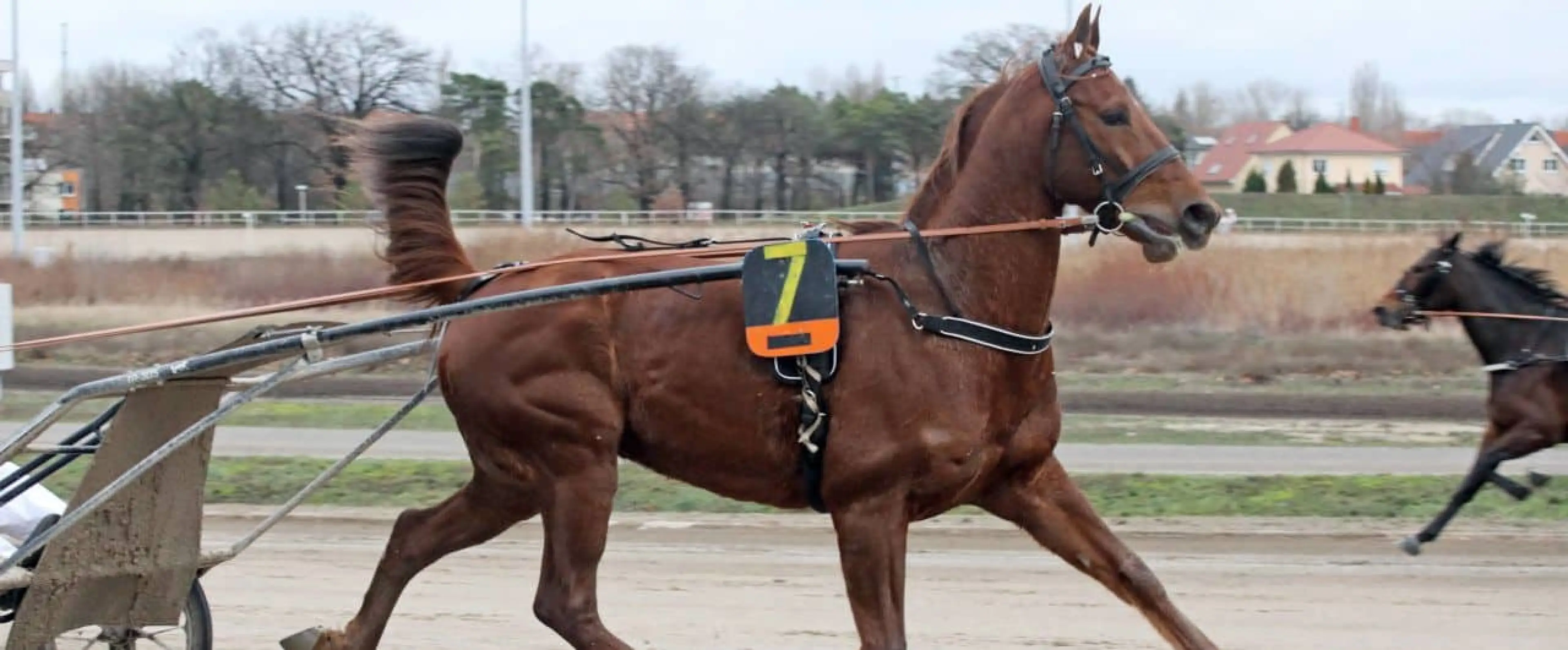 Trotting