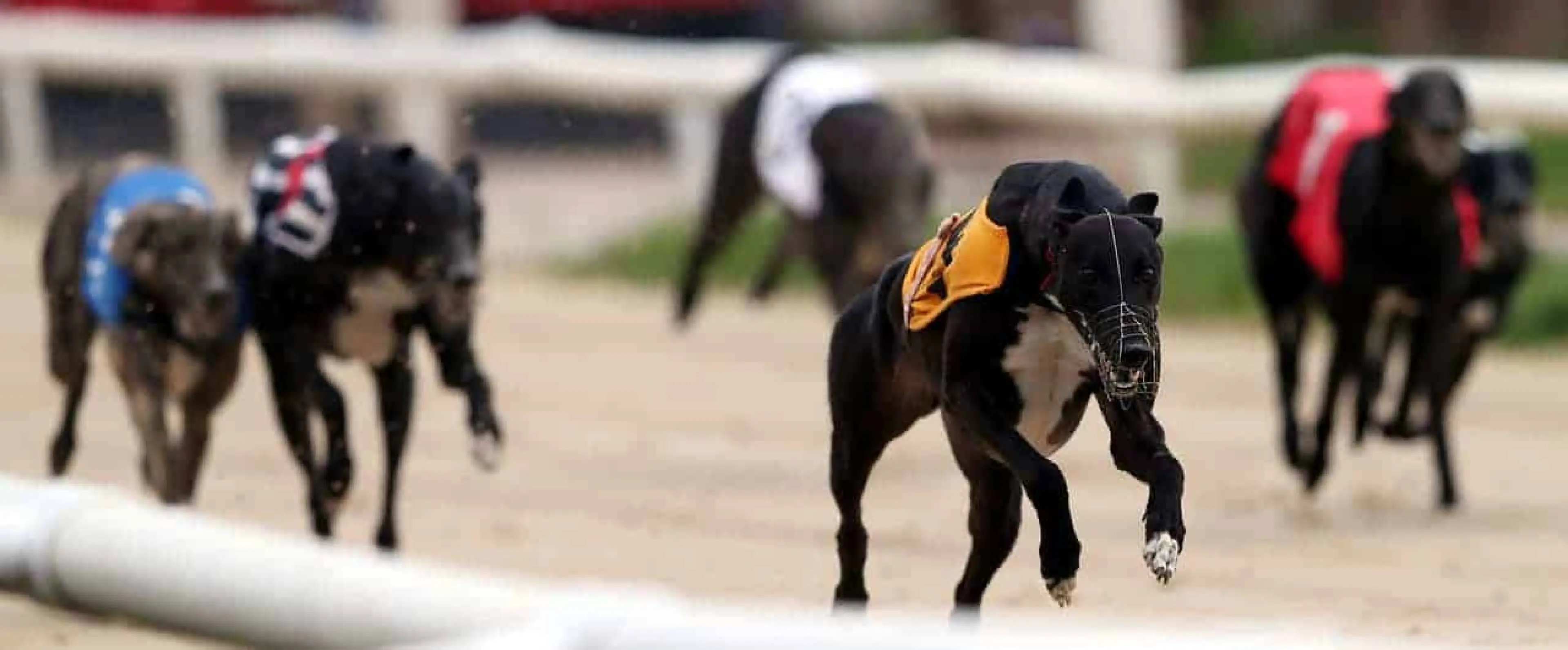 Belle Vue Best Bets December 8